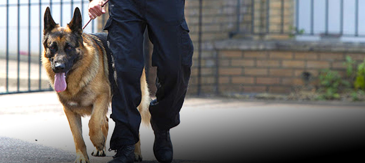 Security Dogs Security Solutions Australasia